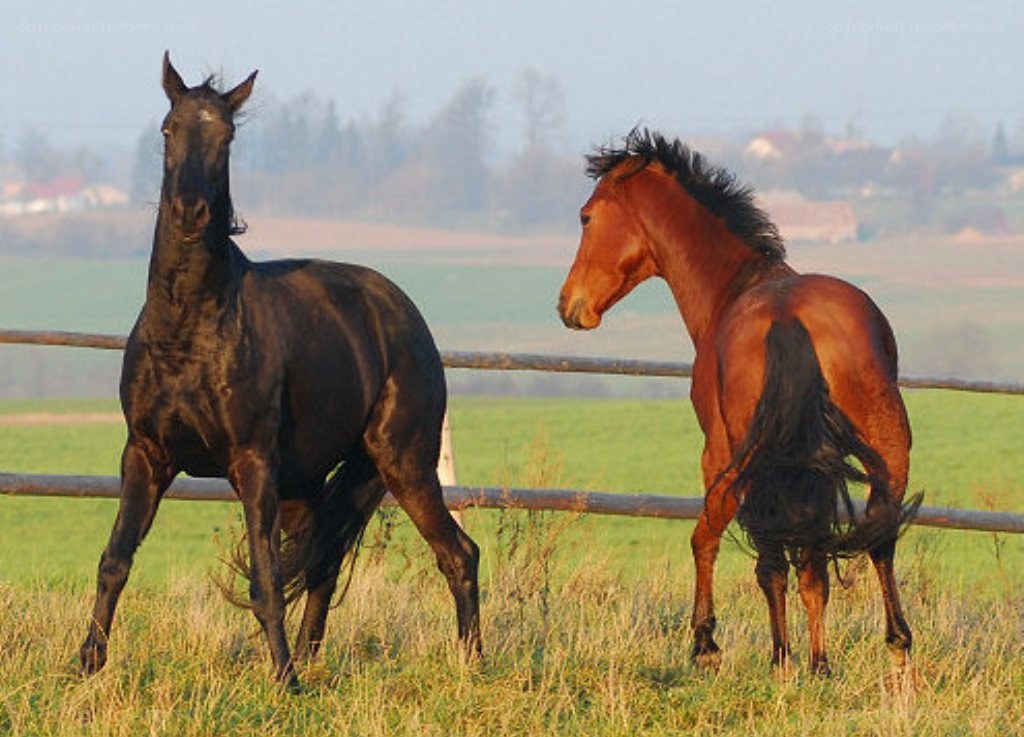 Two horses in a field