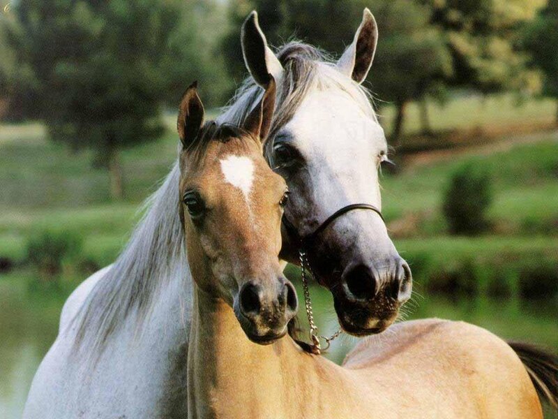 Two horses in a field
