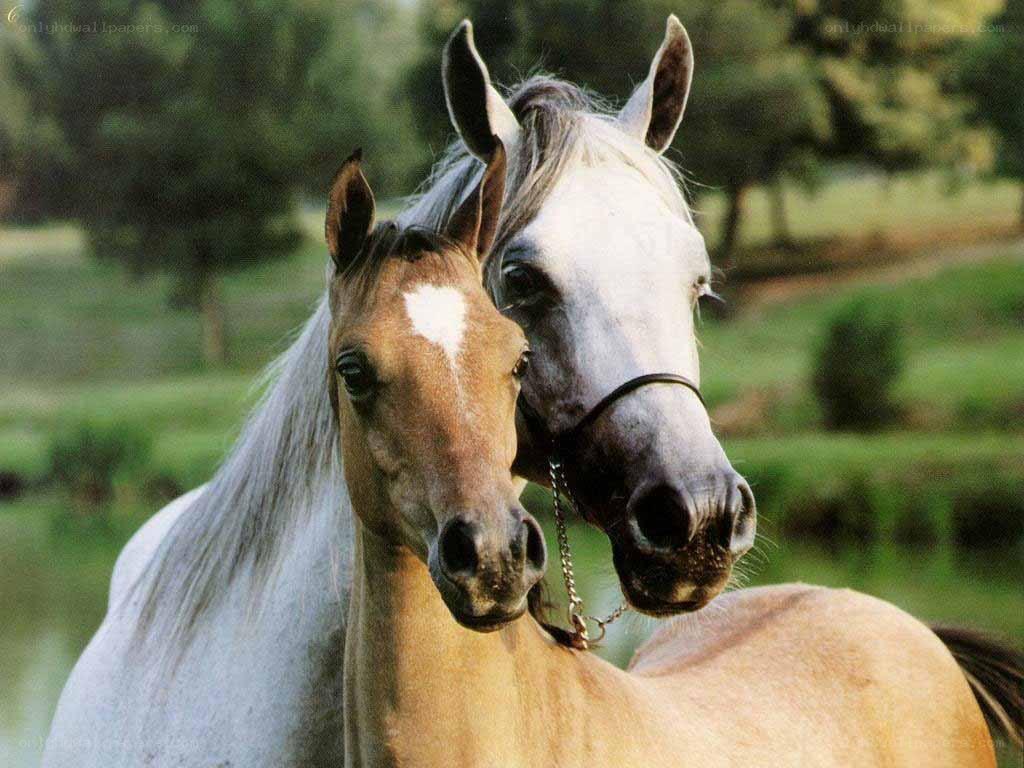 Two horses in a field