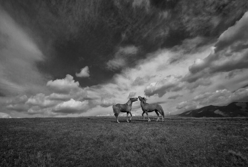 Two horses in a field
