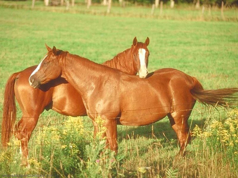 Two horses in a field