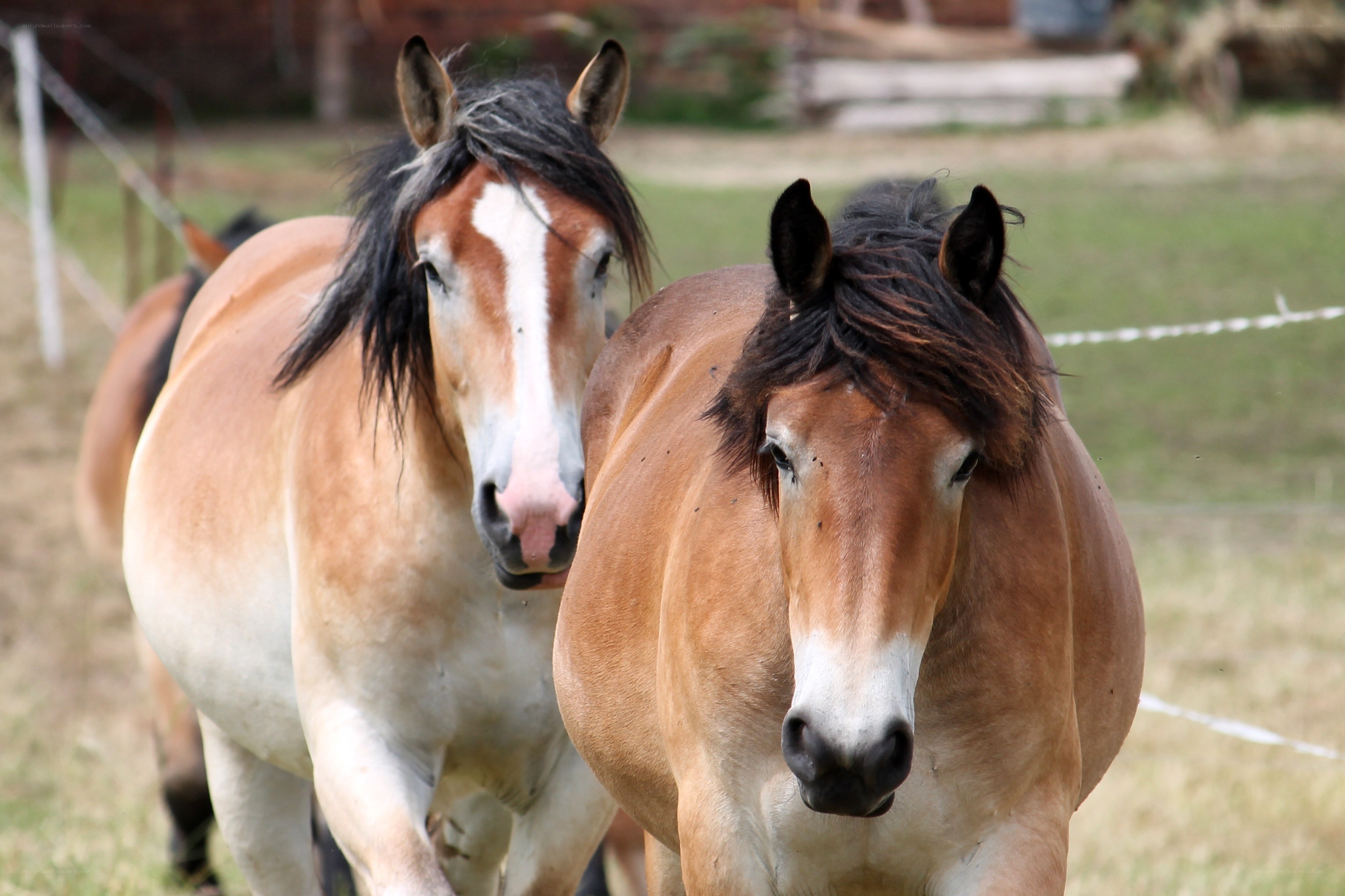 Two horses in a field