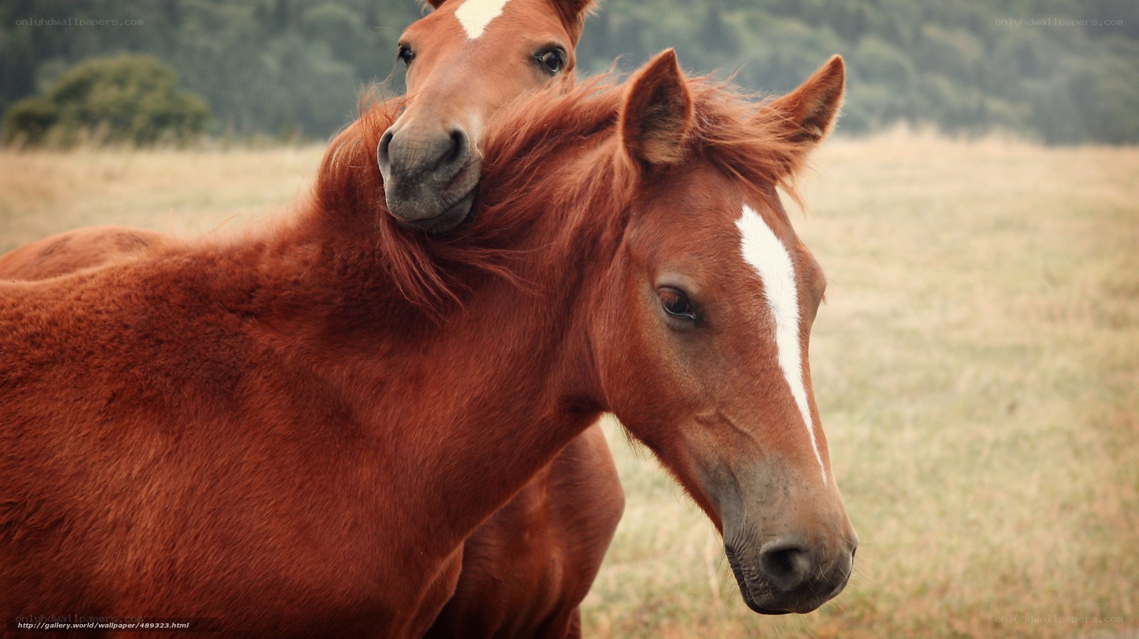 Two horses in a field