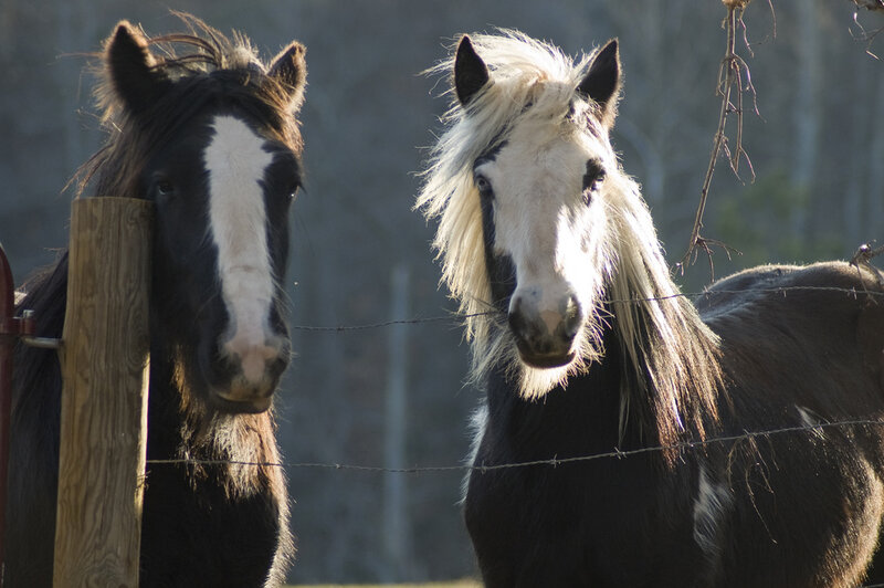 Two Horses in a Field — Black, Calm