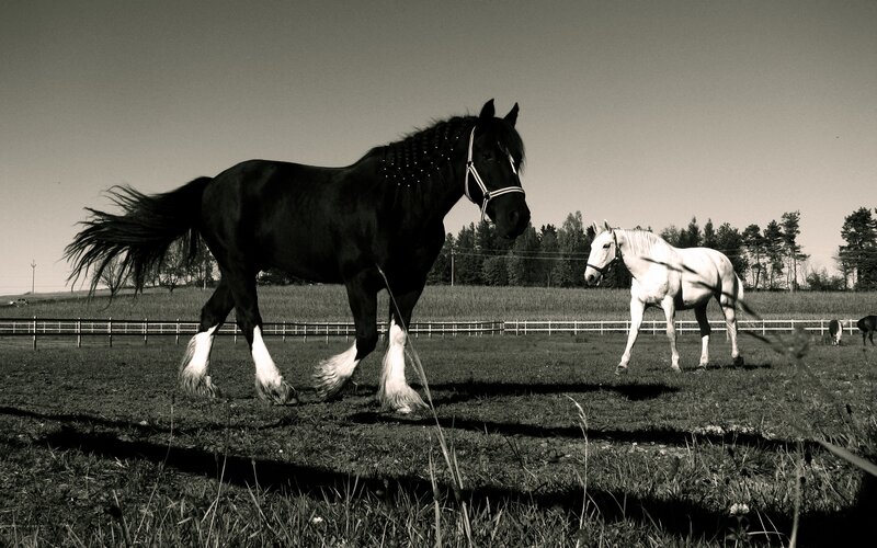 Two Horses in a Field — Black