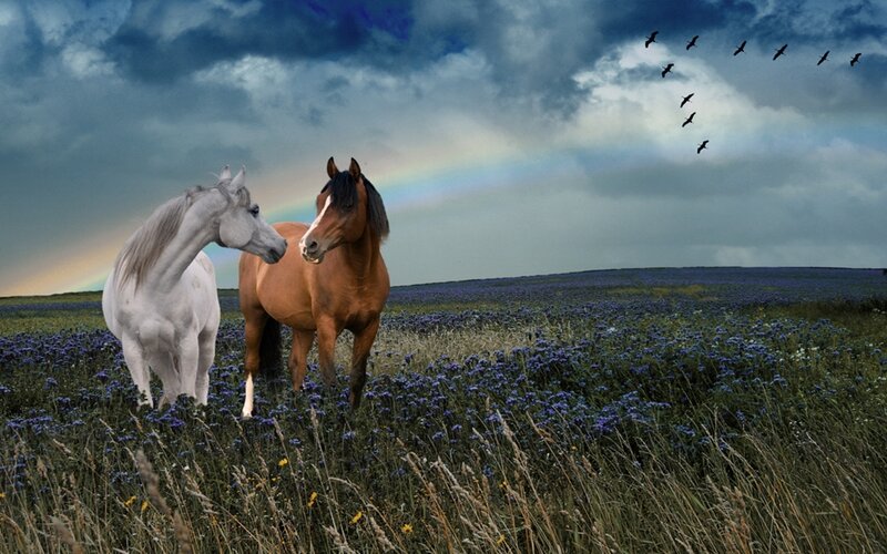 Two Horses in a Field — Blue