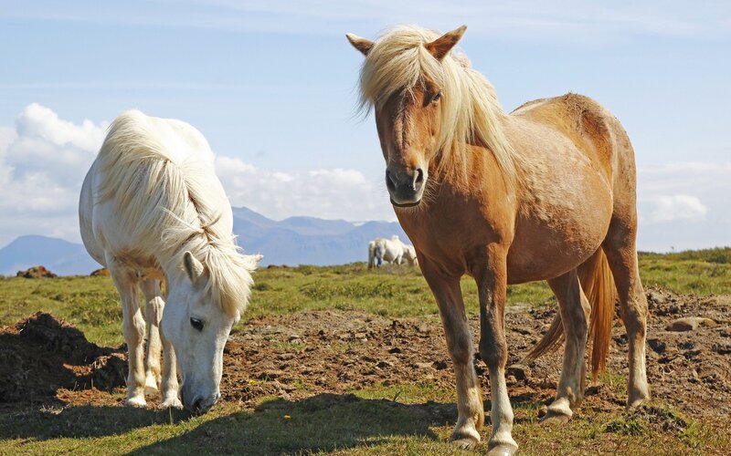 Two Horses in a Field — Brown, Serene