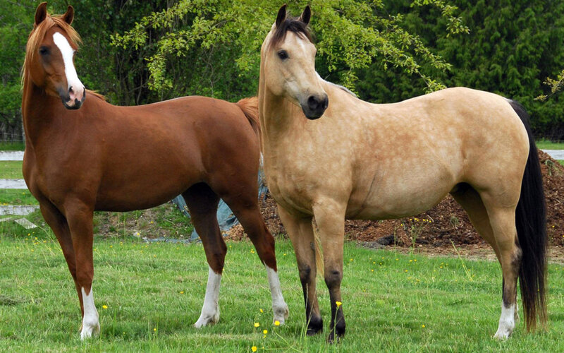 Two Horses in a Field — Brown