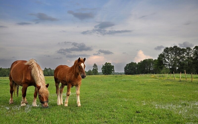 Two Horses in a Field — Green, Serene, Afternoon