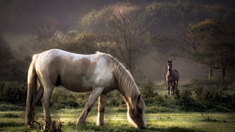 Two Horses in a Field — Green, Serene, Morning, Photograph, Grass