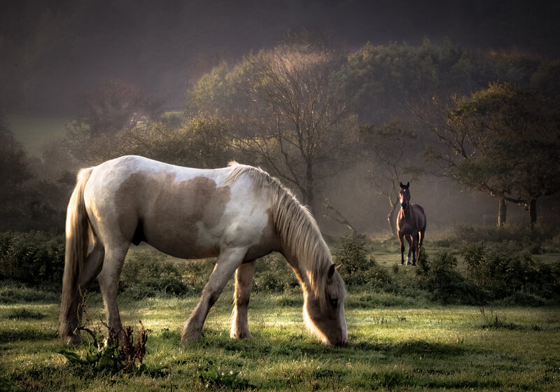 Two Horses in a Field — Green, Serene, Morning, Photograph