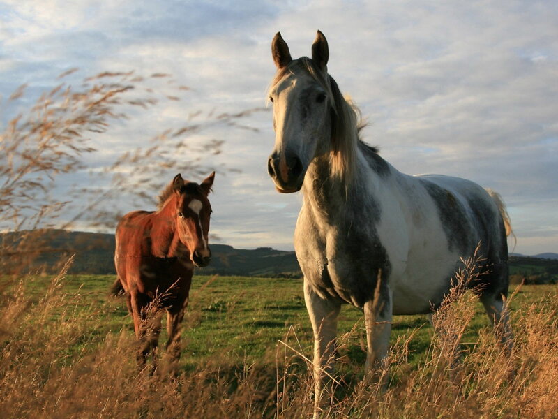 Two Horses in a Field — Green, Serene, Sunset