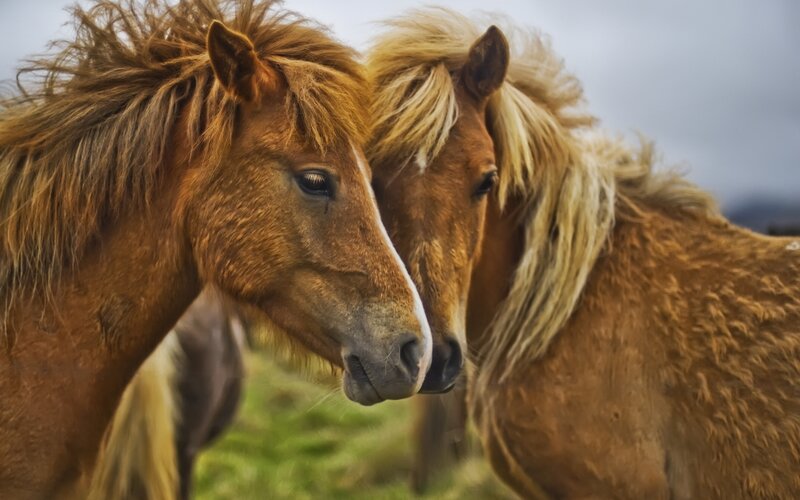 Two horses in a field