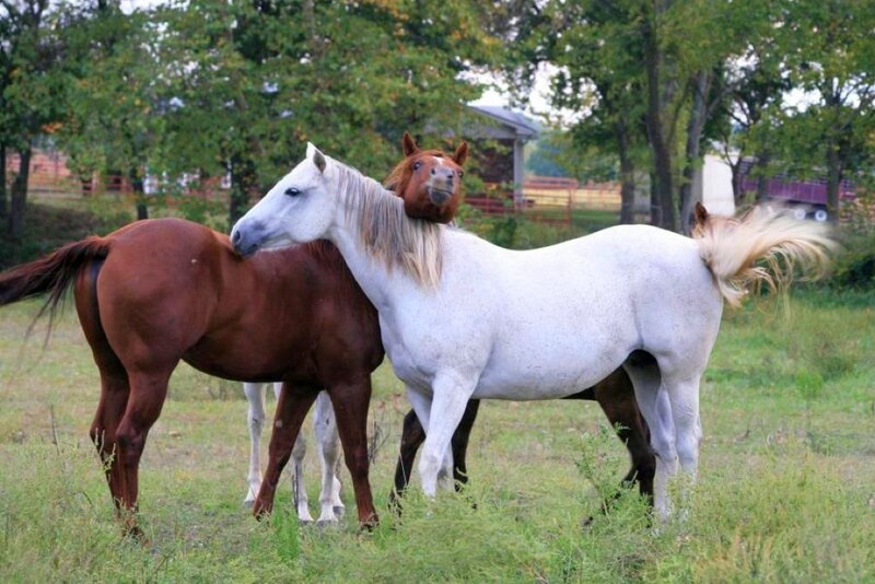 Two Horses in a Field — White