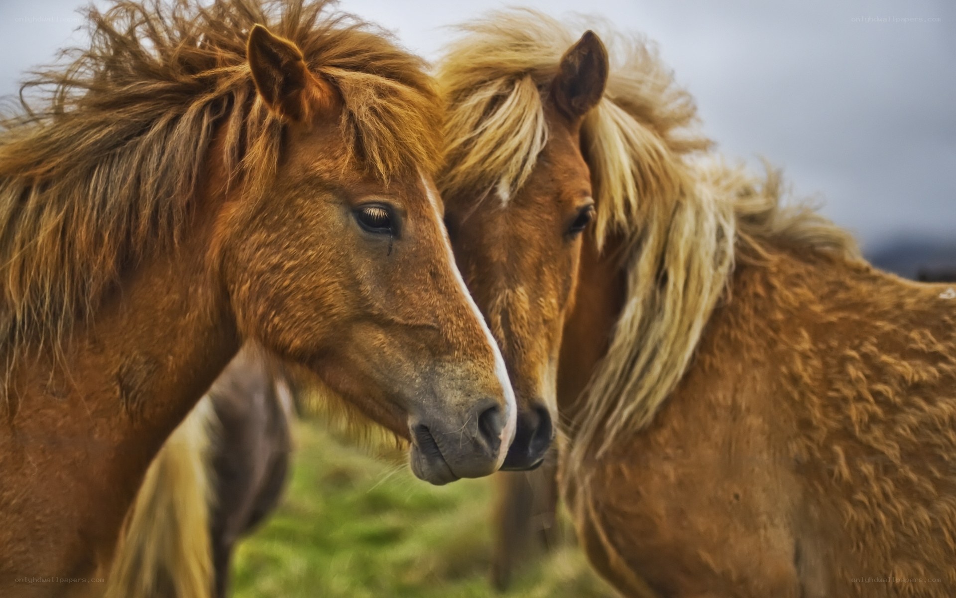 Two horses in a field