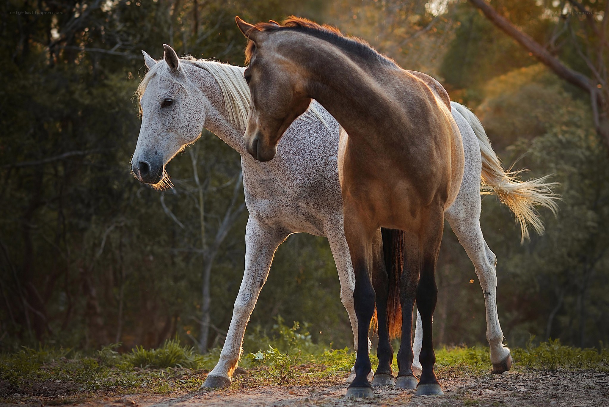 Two horses in a forest