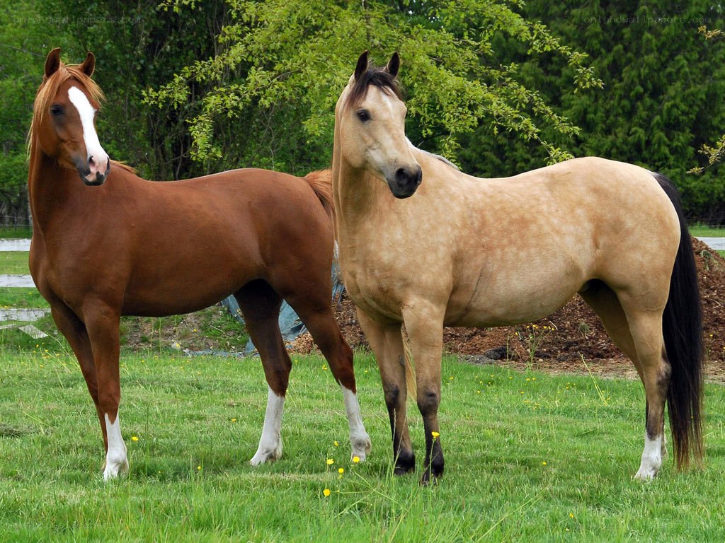 Two horses in a grassy field