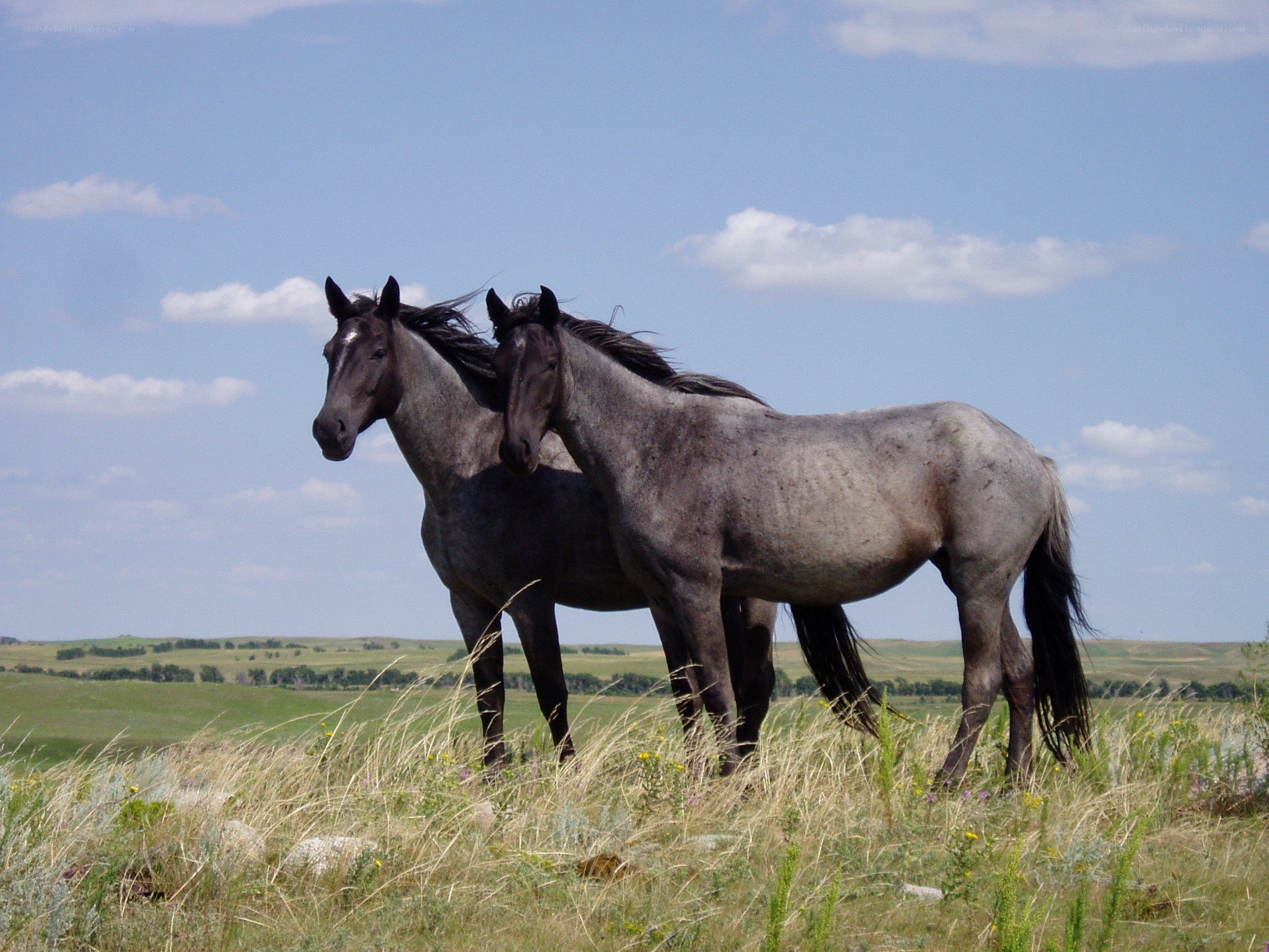 Two horses in a grassy field