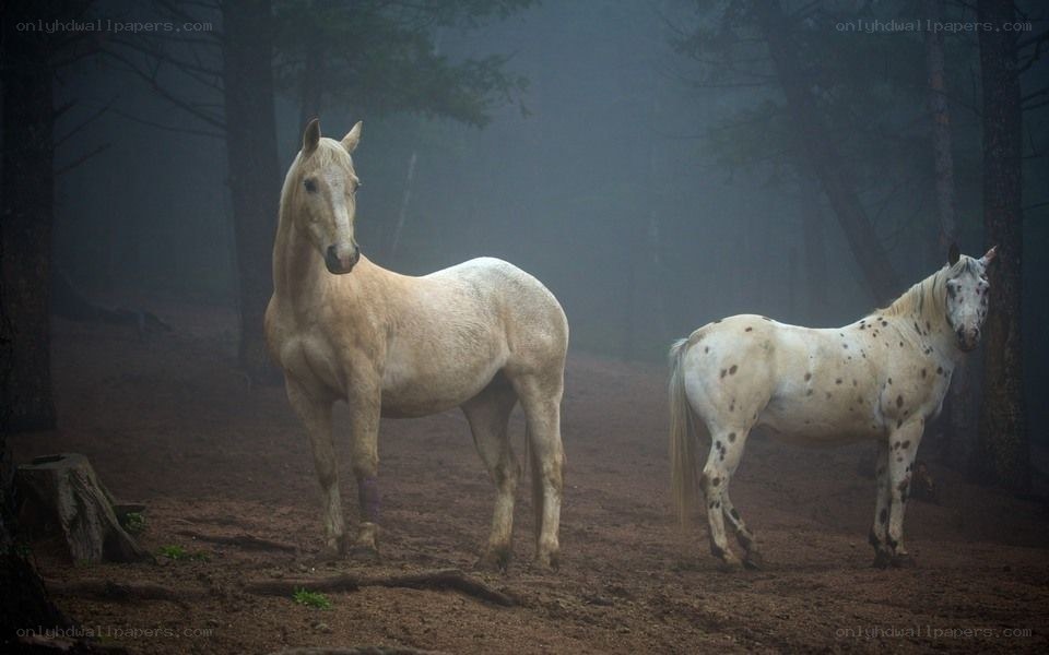 Two horses in a misty forest