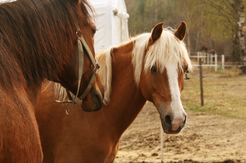 Two horses in a paddock