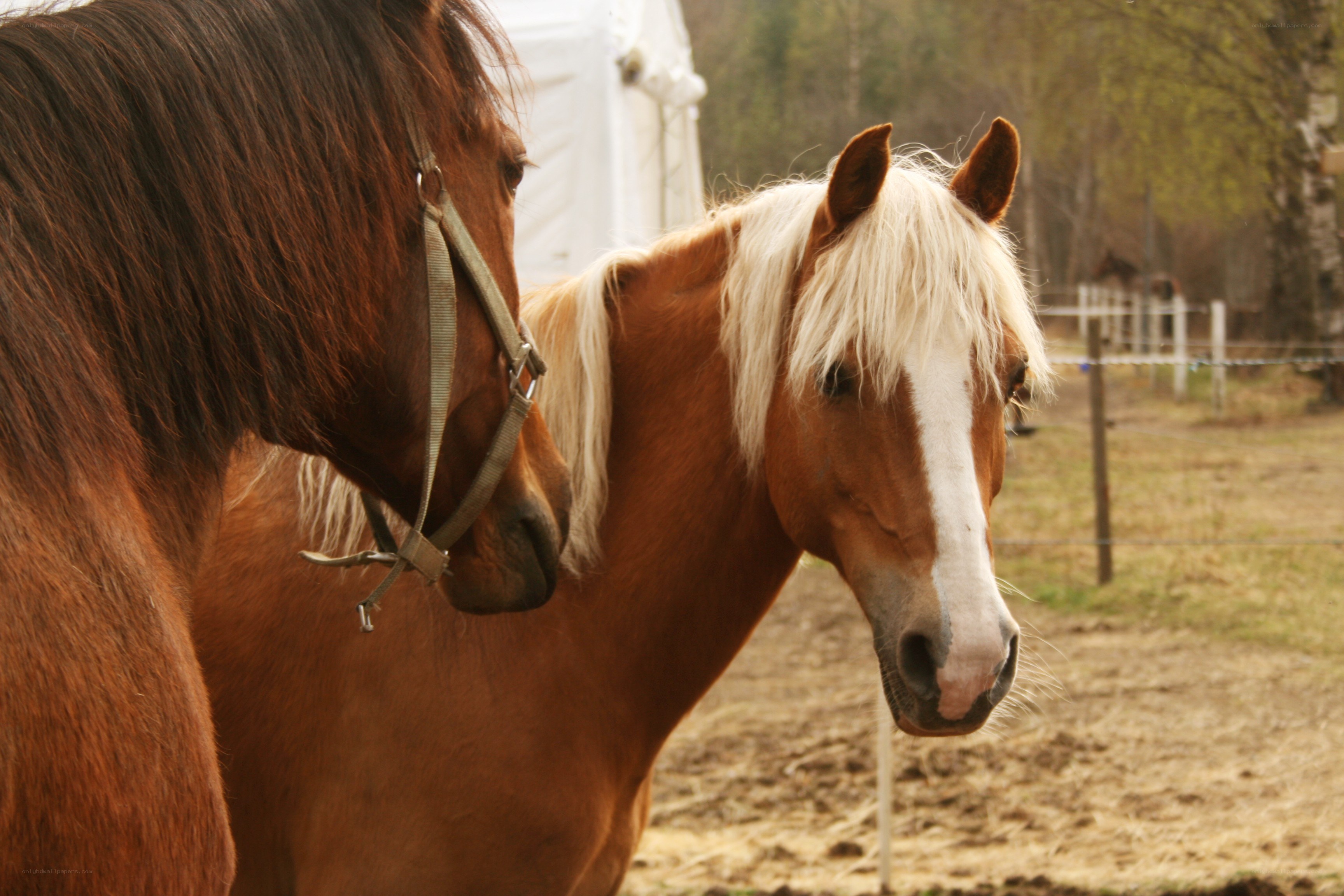 Two horses in a paddock