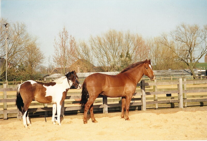 Two horses in a paddock