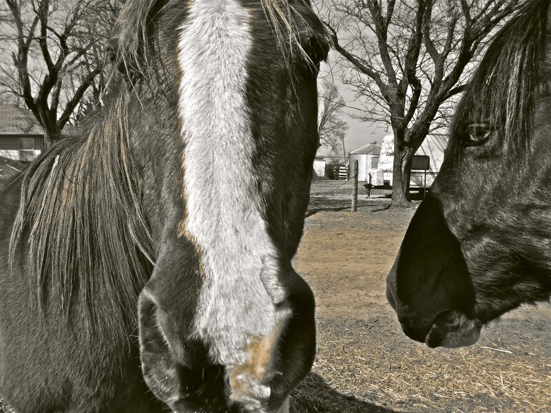 Two Horses in a Paddock — Black
