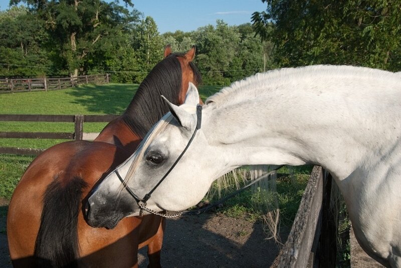 Two Horses in a Paddock — White