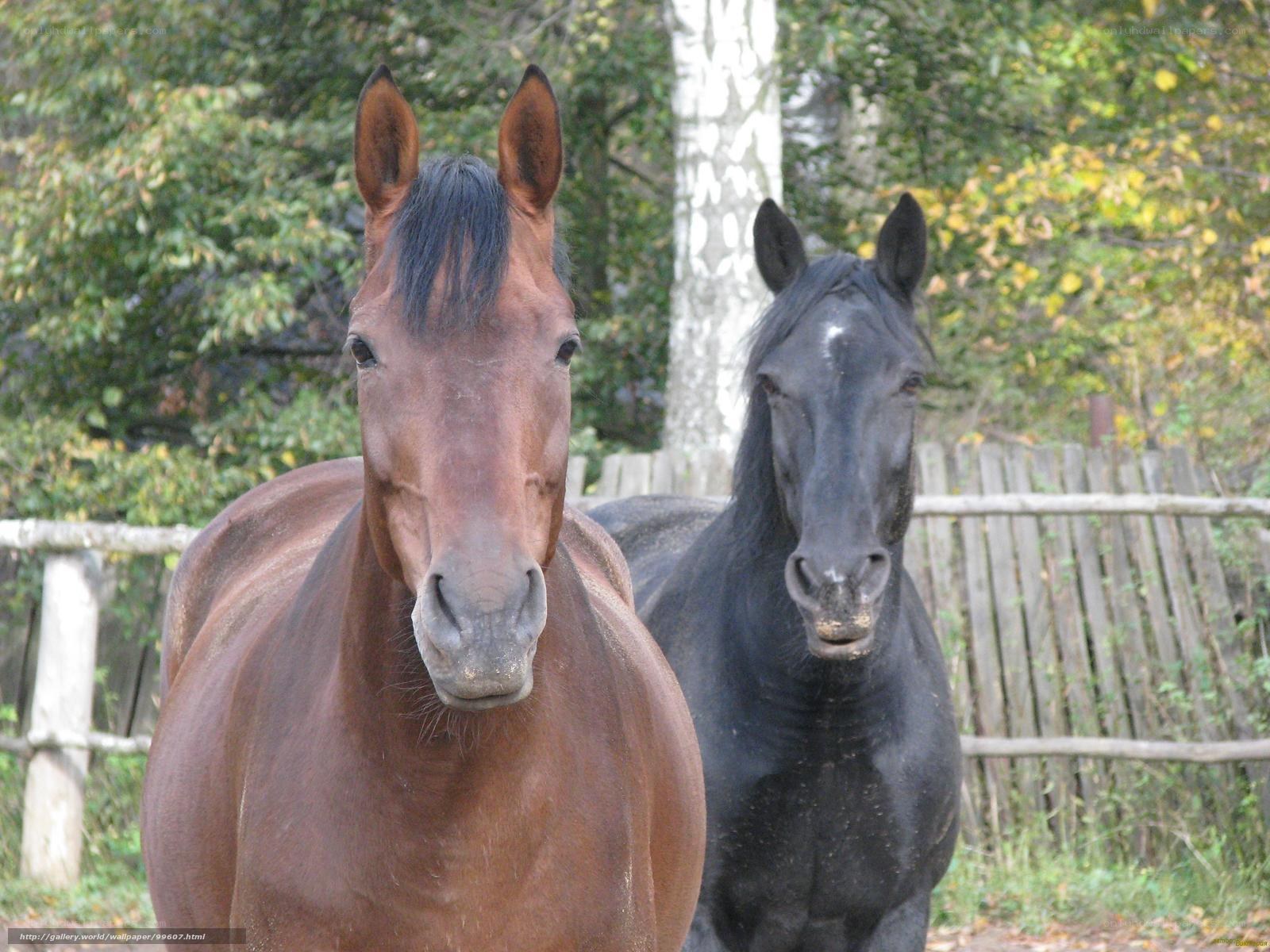 Two horses in a paddock