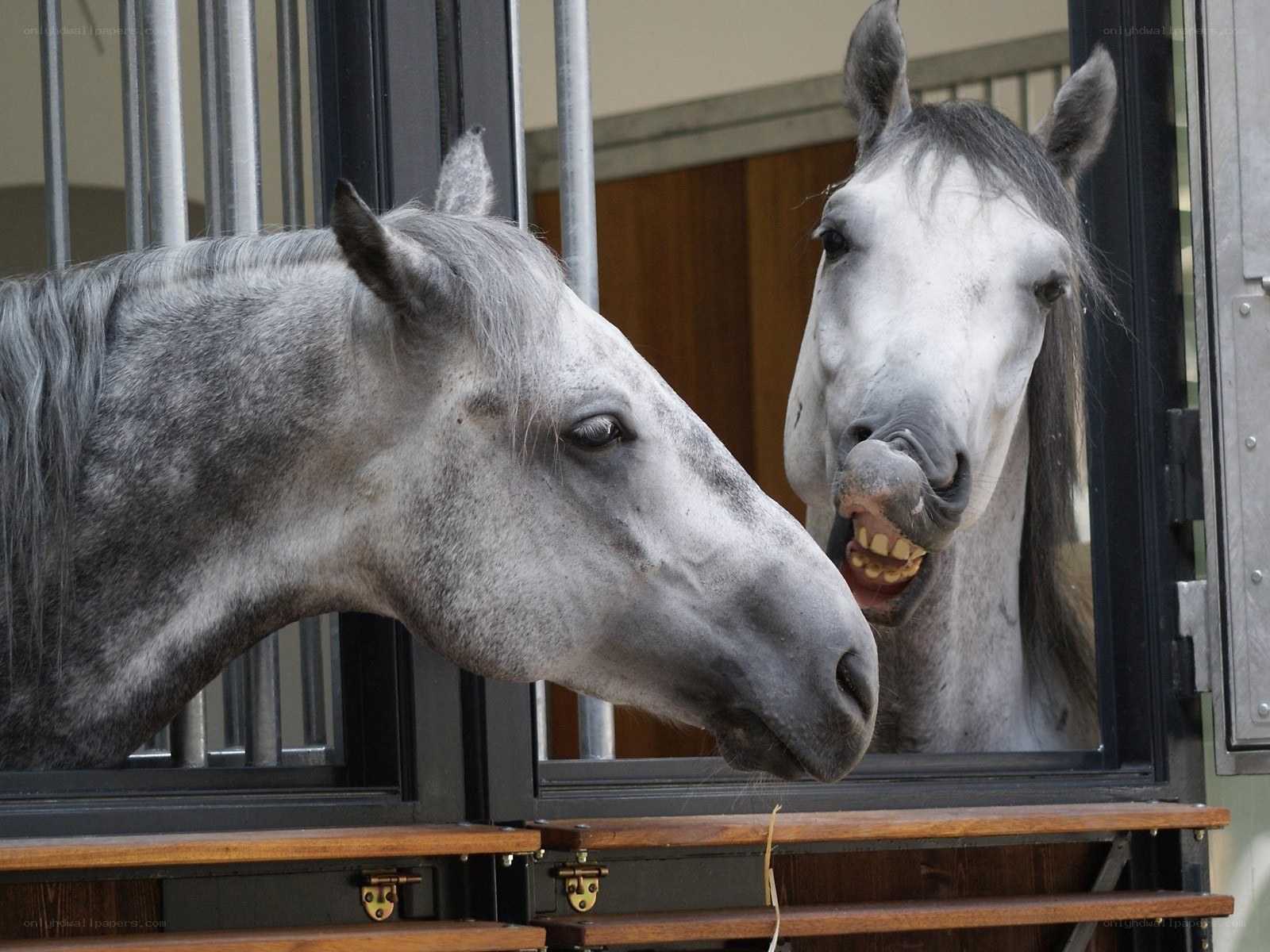 Two horses in a stable
