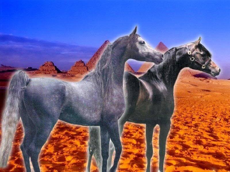 Two Horses in Desert — Blue