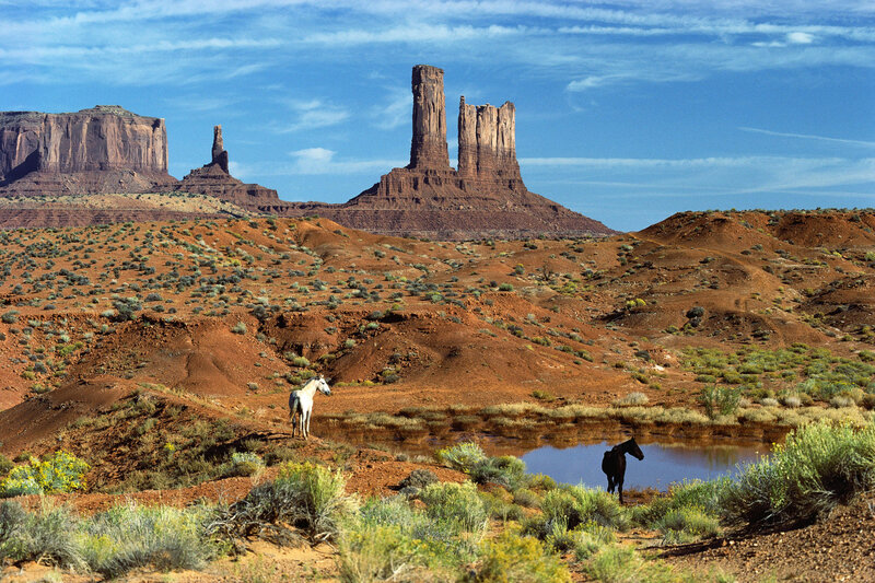 Two Horses in Desert
