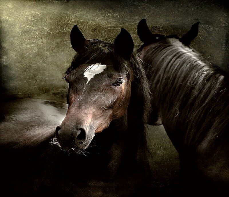two horses in dim light