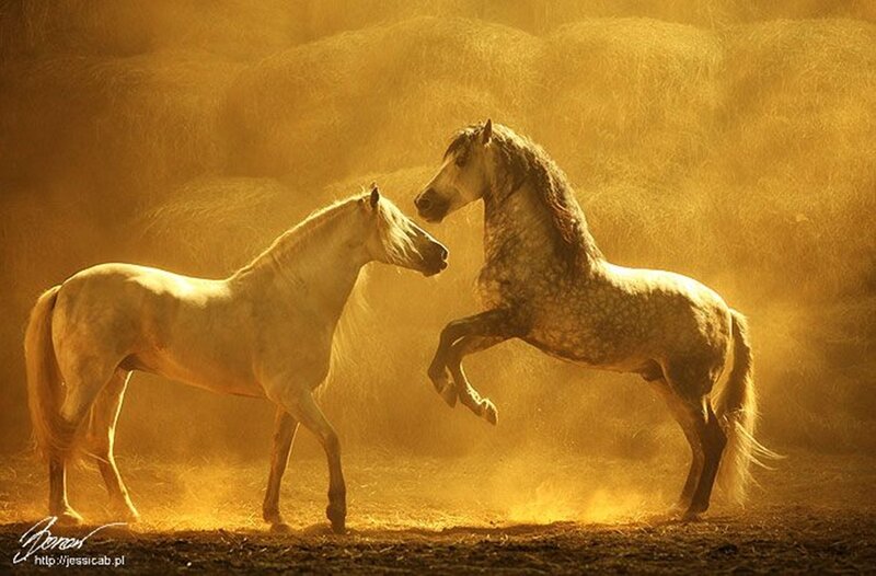 Two Horses in Dust