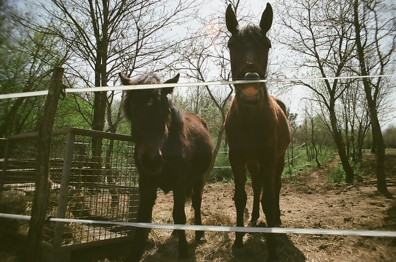 Two Horses in Enclosure