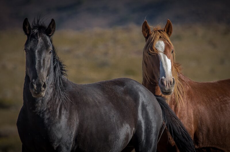 Two Horses in Field — Black