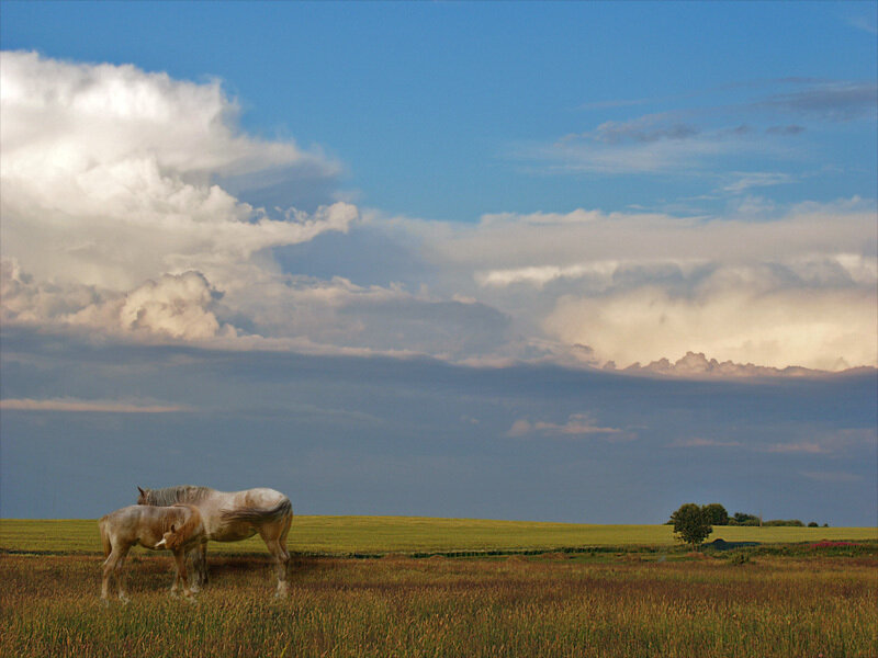 Two Horses in Field — Blue, Serene, Afternoon, Photograph, Clouds