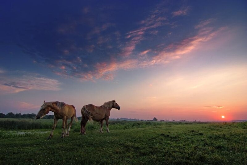Two Horses in Field — Blue, Serene, Sunset