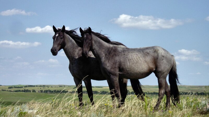 Two Horses in Field — Blue, Serene