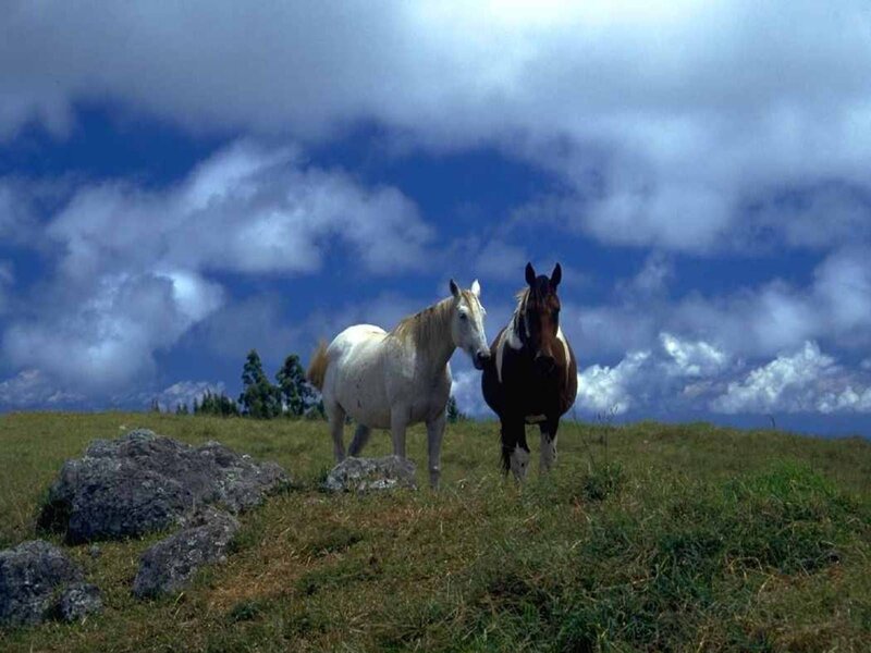 Two Horses in Field — Blue