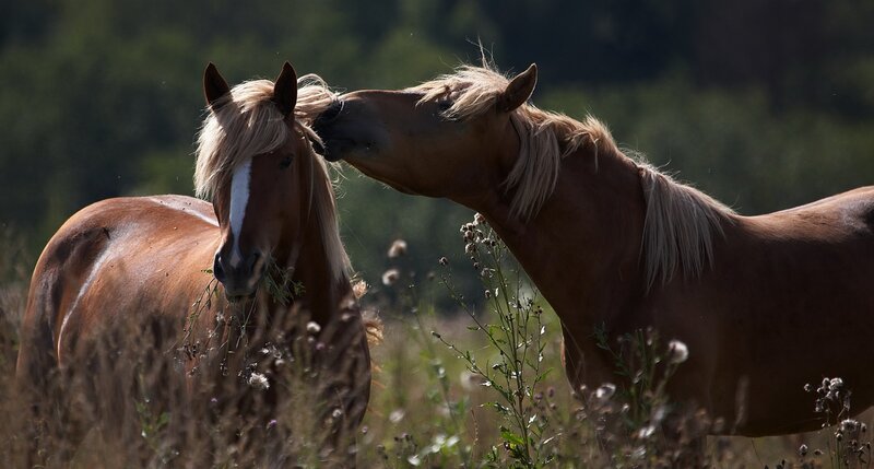 Two Horses in Field — Brown, Calm, Afternoon, Photograph, Grass, Plants