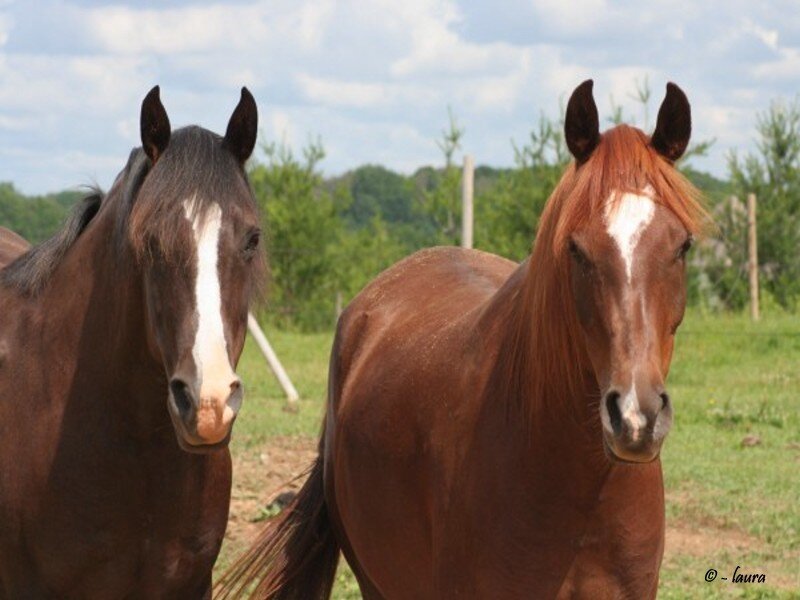 Two Horses in Field — Brown, Calm, Afternoon, Photograph, Grass, Trees