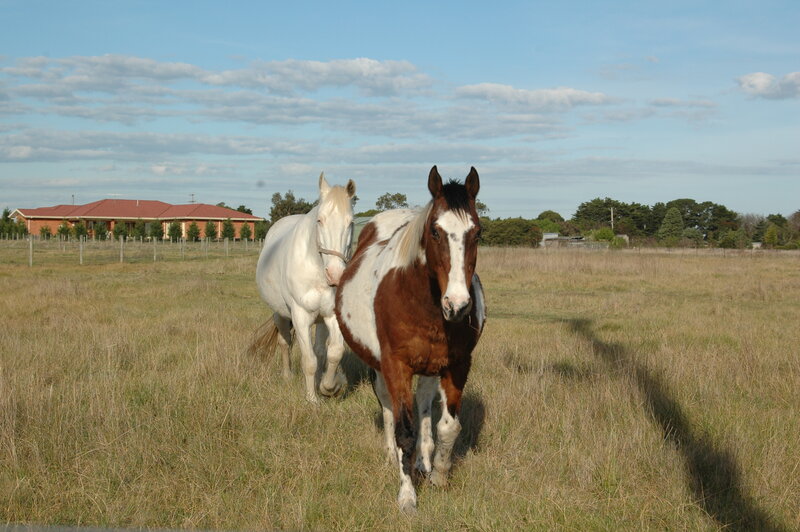 Two Horses in Field — Brown, Calm, Afternoon, Photograph, House