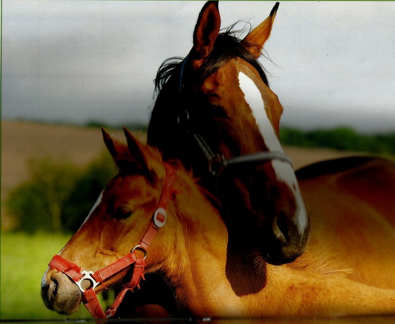 Two Horses in Field — Brown, Calm, Afternoon, Photograph, Sky