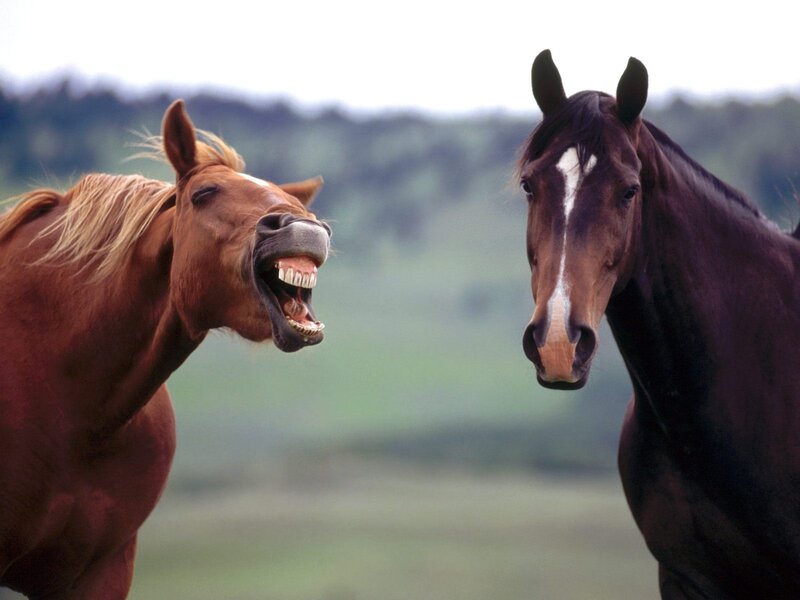 Two Horses in Field — Brown, Calm, Afternoon, Photograph, Trees, Green