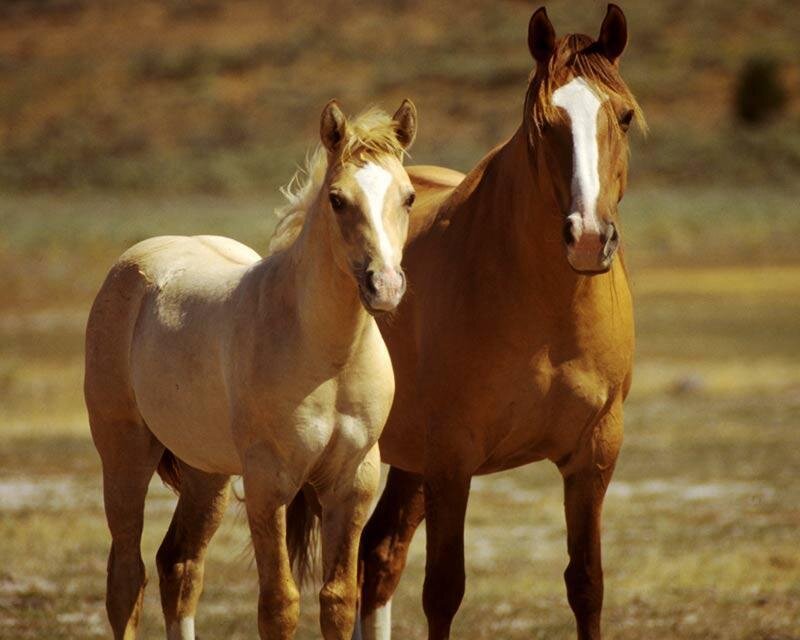 Two Horses in Field — Brown, Calm, Afternoon