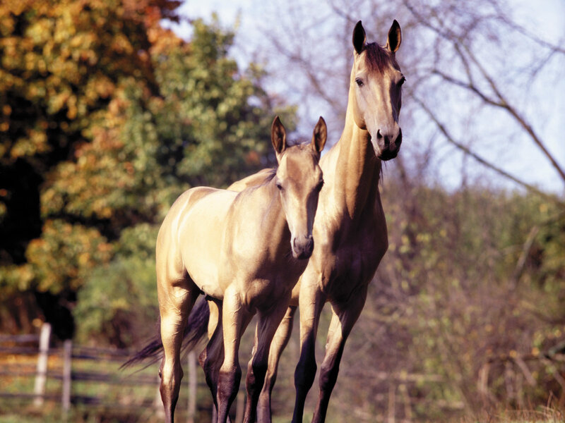 Two Horses in Field — Brown, Calm, Autumn