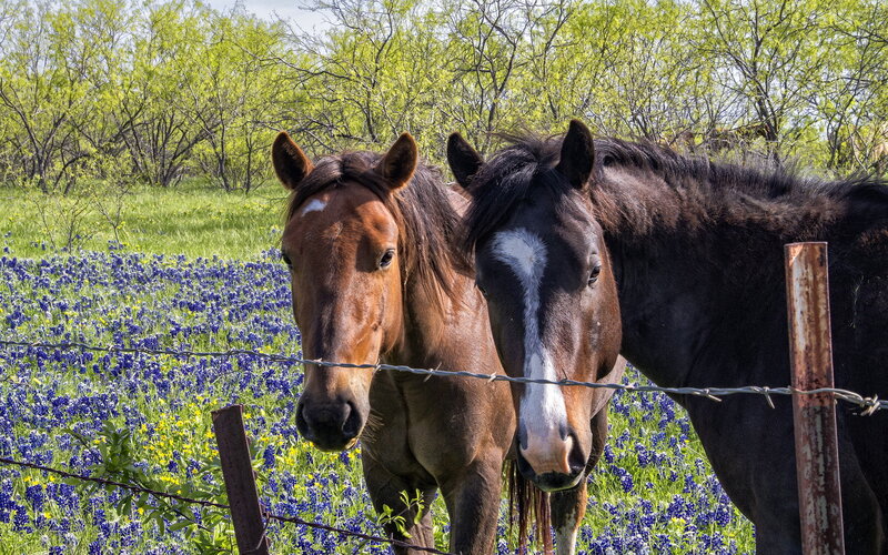 Two Horses in Field — Brown, Calm, Spring