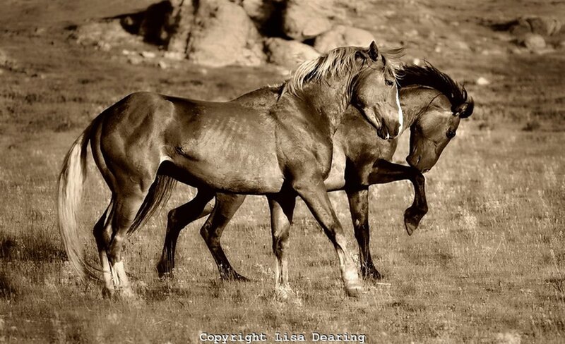 Two Horses in Field — Brown, Calm