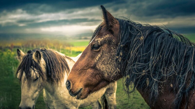 Two Horses in Field — Brown, Dramatic, Photograph